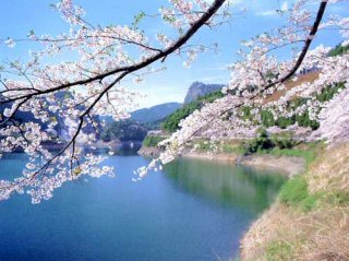 日向神ダムの桜